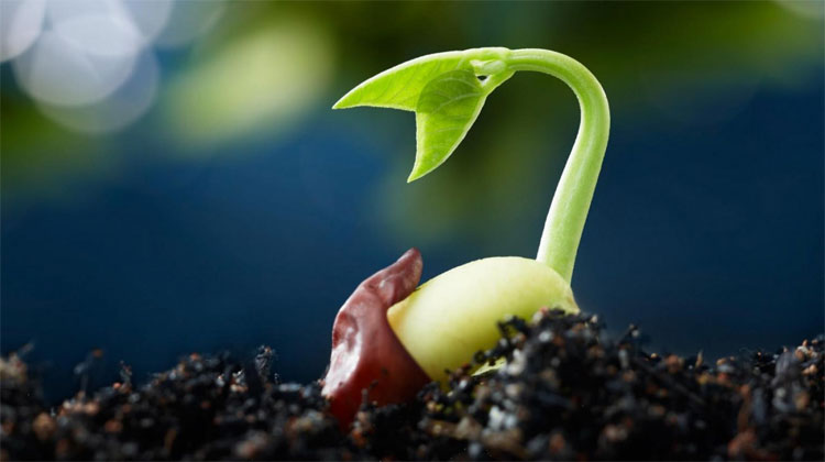 Khả năng sống sót của hạt giống trong vũ trụ