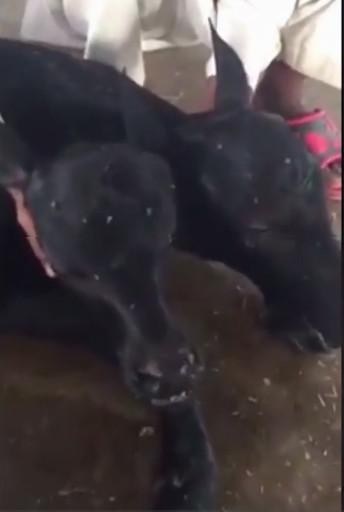 Nghé đột biến hai đầu.