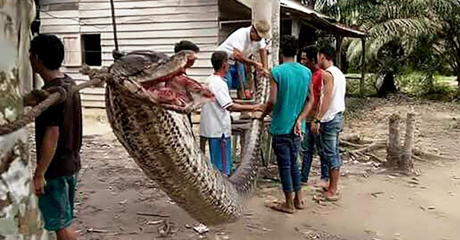 Vì sao trăn khổng lồ liên tiếp tấn công người ở Indonesia?