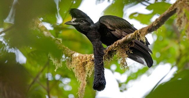 Truy tìm loài chim có "vật thể" kì lạ vừa dài vừa to lại còn cụp xòe tùy ý