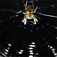 Ghé thăm căn phòng "ác mộng" nơi 10.000 con nhện chung sống