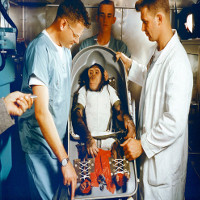 Số phận của những con tinh tinh và khỉ được NASA gửi lên vũ trụ