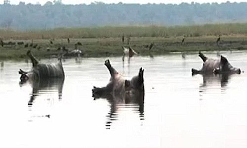 Hơn 100 hà mã chết trên sông nghi do bệnh than ở Namibia