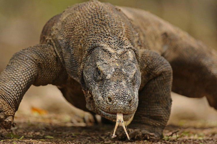 Máu rồng Komodo sẽ được bào chế thành kháng sinh mới