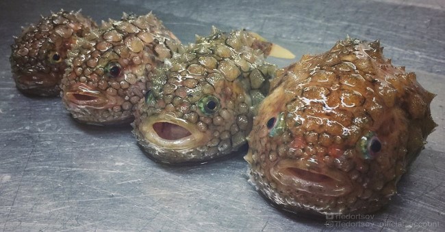 Bộ ảnh "thủy quái" mới nhất của ngư dân Nga khiến cư dân mạng tái mặt