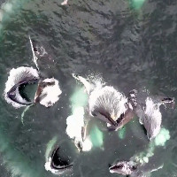 Chiến thuật bao vây con mồi bằng lưới bong bóng của cá voi