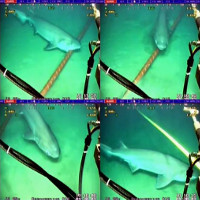 Vì sao cá mập thích cắn cáp quang biển?