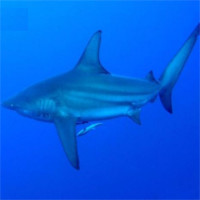 Bất ngờ: Loài cá mập câu được ở Quảng Ninh bị liệt vào sách Đỏ