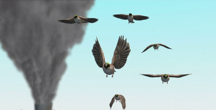 Những con chim có niên đại lâu hơn thì bẩn hơn trong khi chim mới sạch hơn.