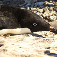 Băng giá bất thường khiến 36.000 con chim cánh cụt chết ở Nam Cực
