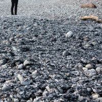 Xác sứa chết hàng loạt phủ kín bờ biển New Zealand