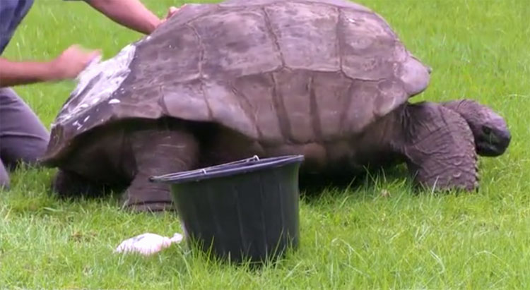 Rùa Jonathan - rùa già nhất thế giới.