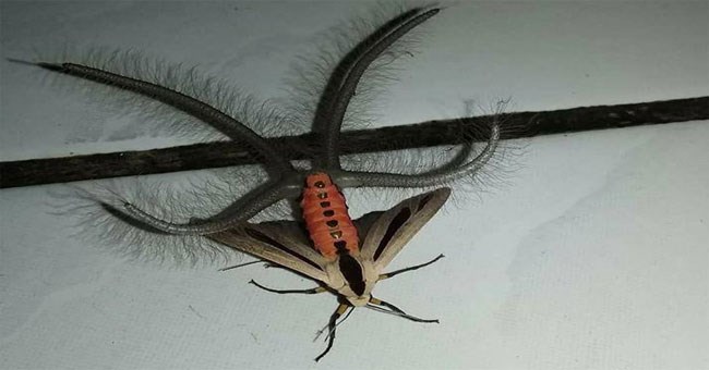 Con "quái vật" gây bão mạng xã hội nhiều ngày mà không ai biết nó là gì