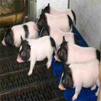 Trung Quốc cấy gene chuột vào lợn khiến thịt của chúng nạc hơn