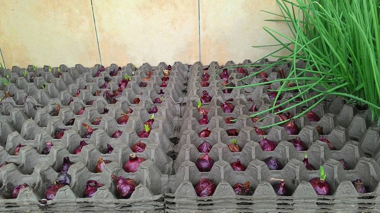 Mẹo trồng hành lá cực nhanh mà nhàn không cần đất, tha hồ hái mỏi tay
