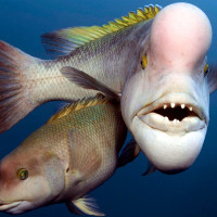 Cá mặt người cái chuyển giới lấn át cá đực