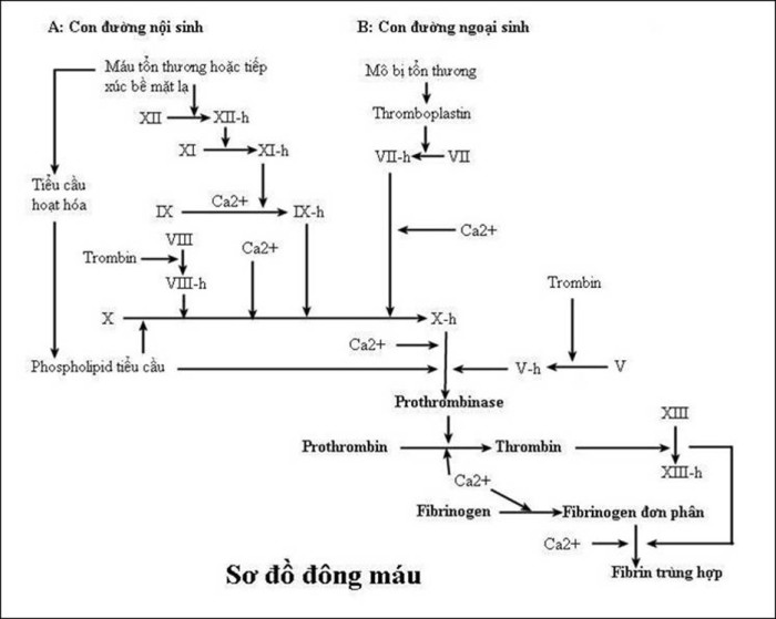 Đông máu và cơ chế chống đông: Nét đặc sắc của cơ thể