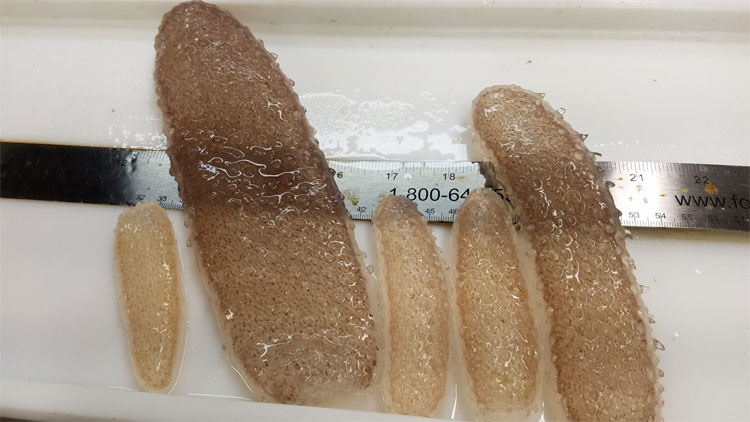Sinh vật kì dị xâm chiếm bờ biển khiến nhiều người hoang mang