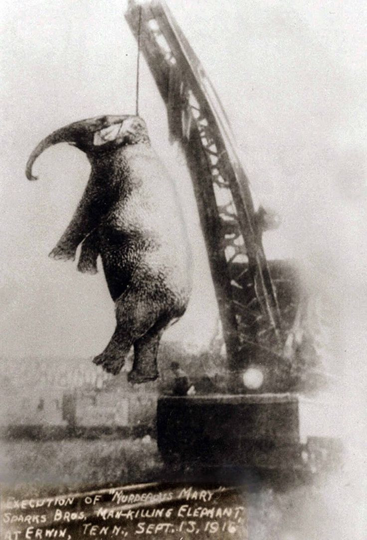 Vụ hành hình voi sát nhân rúng động nước Mỹ năm 1916