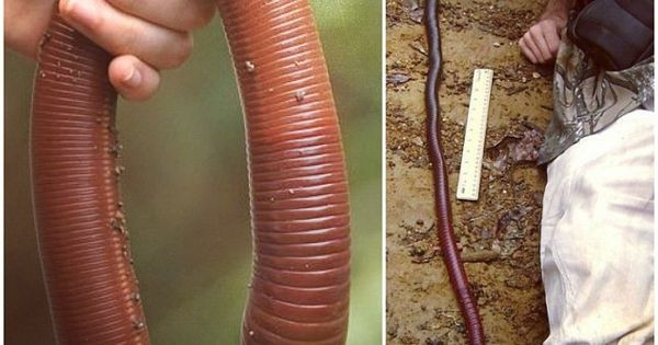 Mưa lớn ở Úc làm lộ diện loài giun đất khổng lồ ai xem qua cũng ngỡ là rắn
