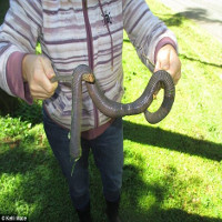 Mưa lớn ở Úc làm lộ diện loài giun đất khổng lồ ai xem qua cũng ngỡ là rắn
