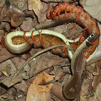 Rết cắn chết và ăn hết một con rắn đang đẻ trứng