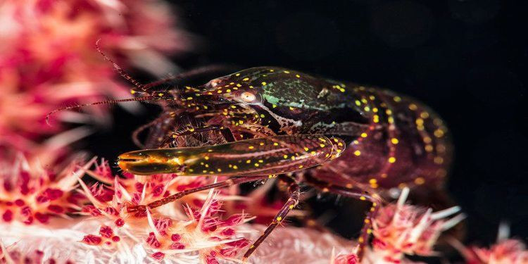 Vũ khí bắn gục kẻ thù trong nháy mắt của tôm gõ mõ