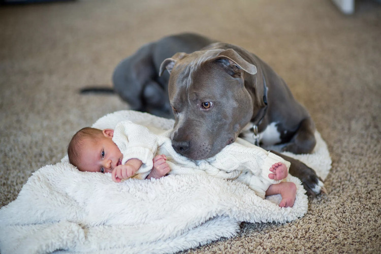 Khả năng đáng sợ của chó Pitbull: Nhảy cao hơn 4m, kéo xe nặng 5 tấn