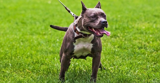 Khả năng đáng sợ của chó Pitbull: Nhảy cao hơn 4m, kéo xe nặng 5 tấn