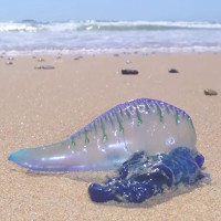 Thảm sứa độc hàng nghìn con trên bãi biển Australia