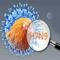 Virus cúm H7N9 độc lực cao tiềm ẩn nguy cơ gây đại dịch
