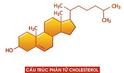 Cholesterol là gì?
