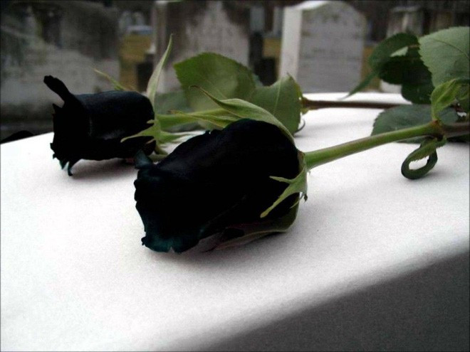 Loài hoa hồng đen không phải là một loài hoa thực sự, mà là một biểu tượng tuyệt vời cho sự bí ẩn và độc đáo. Hãy xem những hình ảnh của loài hoa hồng đen để cảm nhận được sự đặc biệt và quyến rũ của chúng.