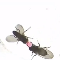Gene khiến ruồi đực nôn "quà cưới" cho ruồi cái