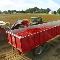 Cỗ máy tự động loại bỏ cà chua xanh khi thu hoạch