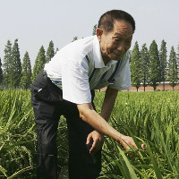 Nhà khoa học 87 tuổi giải mã bí mật trồng lúa bằng… nước nhiễm mặn