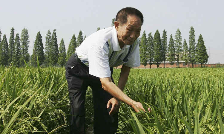 Nhà khoa học 87 tuổi giải mã bí mật trồng lúa bằng… nước nhiễm mặn