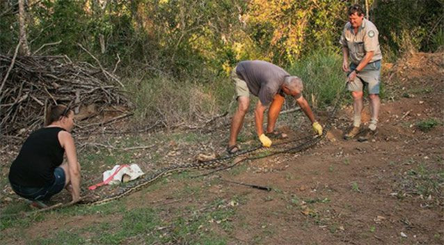 Trăn dài 4,6 mét bị tóm sống khi lẻn vào chuồng gà