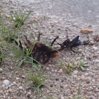 Video: Ong bắp cày chích độc hạ gục nhện