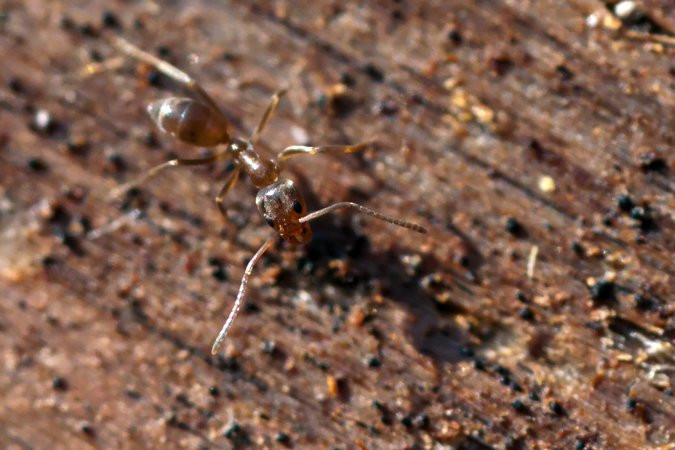 Một con kiến Argentina