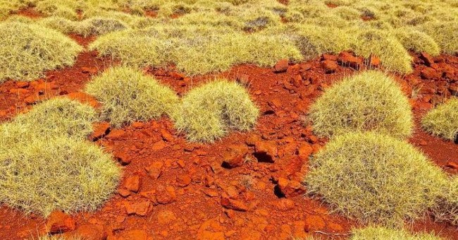 Phát hiện một loại cỏ có vị giống... khoai tây chiên