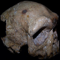 Hộp sọ tìm thấy ở Trung Quốc có thể viết lại lịch sử loài người