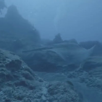 Cá đuối dài ba mét biến hình thành tảng đá dưới đáy biển