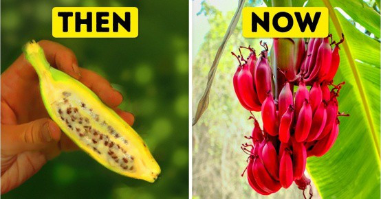 Tổ tiên của các loại rau quả mà ta vẫn ăn ngày nay trông như thế nào?