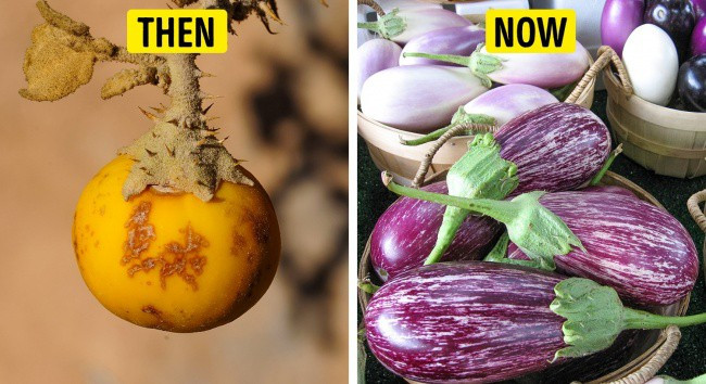 Tổ tiên của các loại rau quả mà ta vẫn ăn ngày nay trông như thế nào?