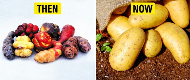 Tổ tiên của các loại rau quả mà ta vẫn ăn ngày nay trông như thế nào?