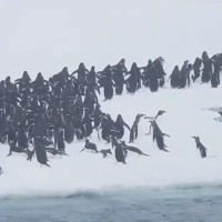 Hàng nghìn chim cánh cụt phi thân lên mặt băng ở Nam Cực