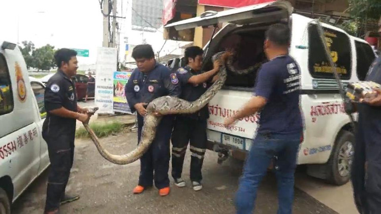 Trăn khổng lồ “say xe”, ọe ra con vật to không ngờ