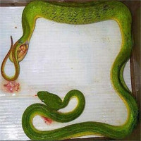 Video: Lý do một số loài rắn đẻ con thay vì đẻ trứng