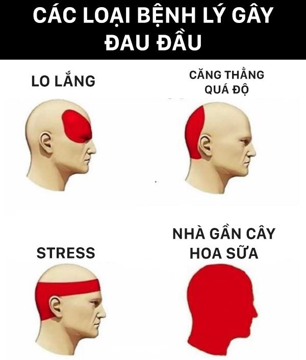 Không chỉ ở Việt Nam mà hoa sữa còn là loài hoa mâu thuẫn nổi tiếng xuyên lục địa